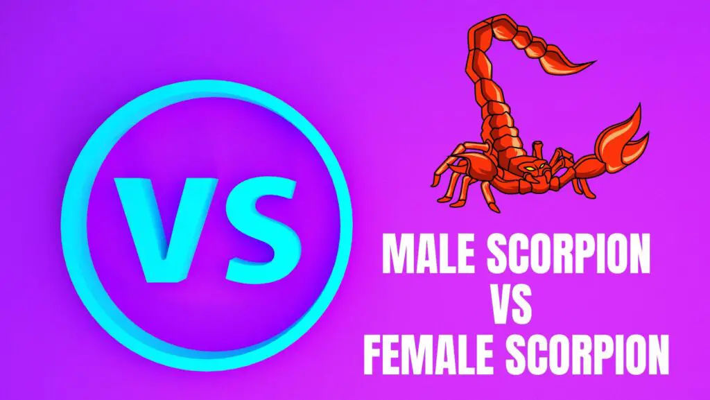 male vs female scorpion